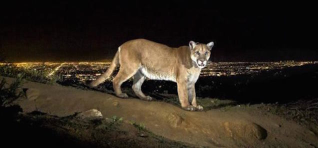 How Wild Animals And Cities Are Adapting To Each Other