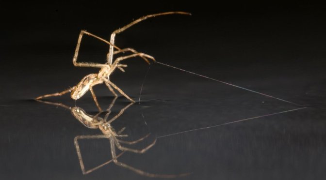 Airborne Spiders Can Sail on Seas