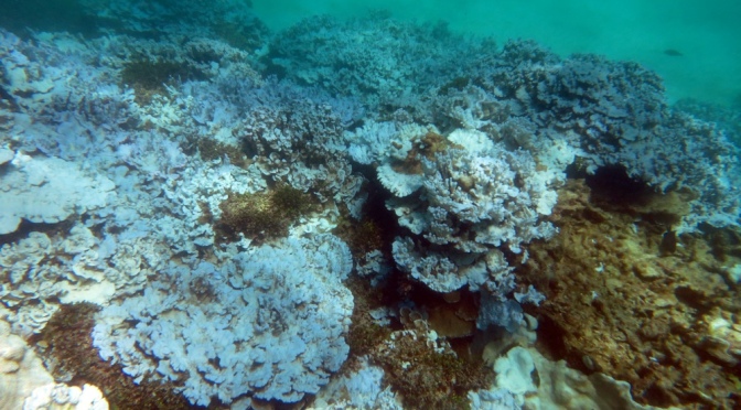 Hot Oceans Are Killing Coral Reefs Around the World
