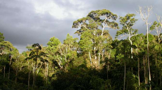 OVER HALF OF ALL AMAZONIAN TREE SPECIES ARE IN DANGER
