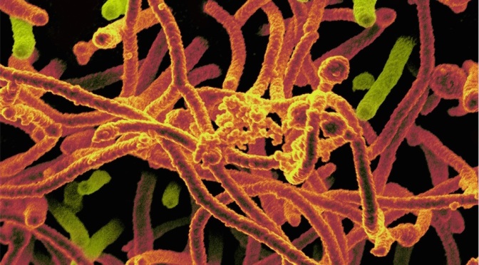 Scientists Isolate Antibodies That Fight Ebola