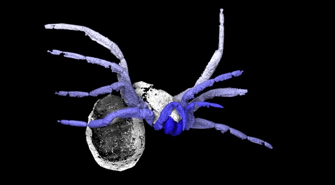 305-Million-Year-Old ‘Almost Spider’ Unlocks Arachnid History