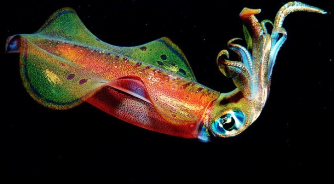 Squid Communicate With a Secret, Skin-Powered Alphabet