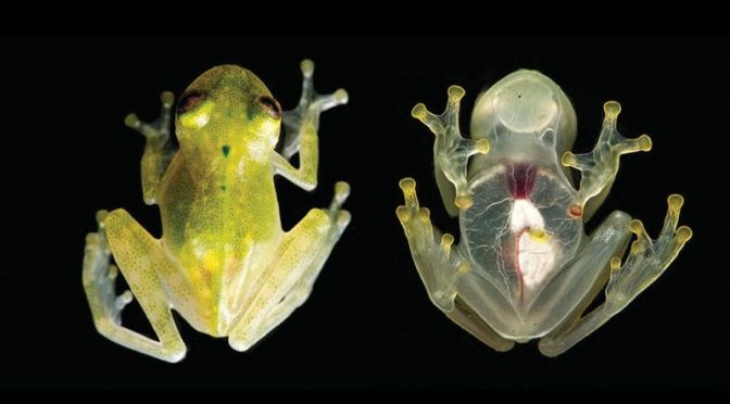 This Frog Is So Transparent You Can See Its Internal Organs