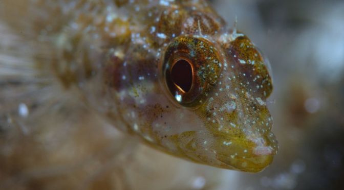 These Fish Can Turn Their Eyes Into Flashlights