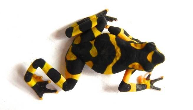 Frog skin secretions offer the first ray of hope in a deadly fungal epidemic