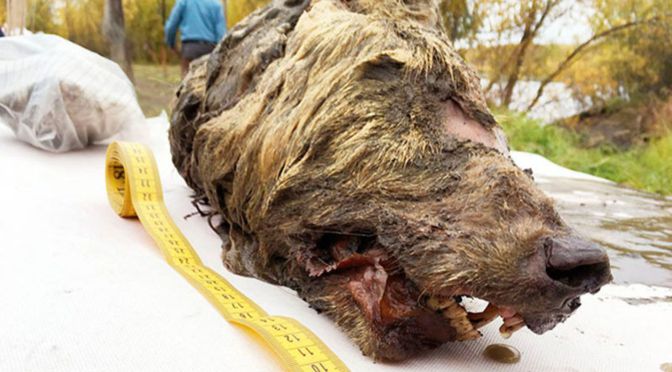 Huge, Shaggy Head of 30,000-Year-Old Wolf Unearthed in Siberia