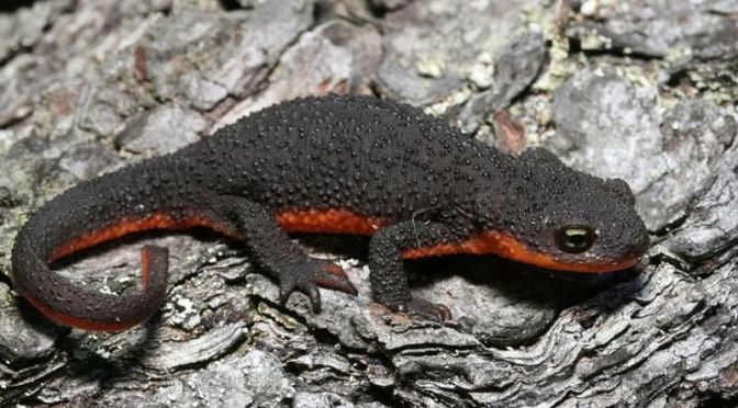 Toxic Newts Use Bacteria to Become Deadly Prey