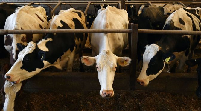 Animal Agriculture Could Cause the Next Public Health Crisis